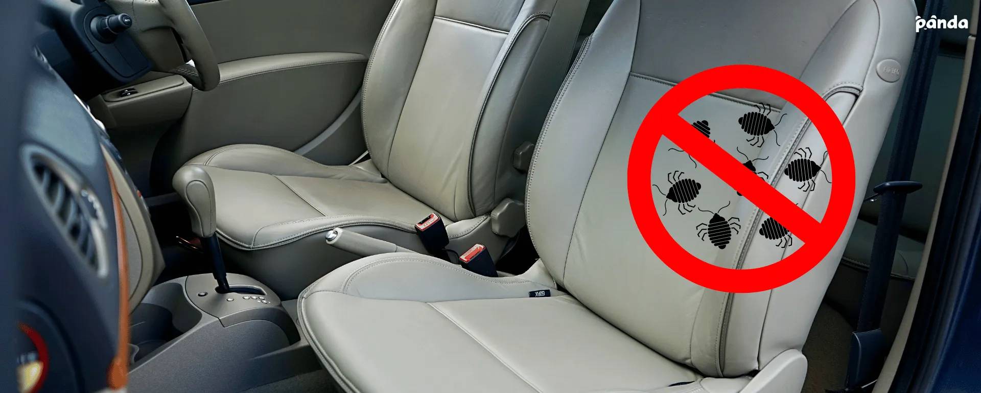 How To Remove Bed Bugs In Your Car