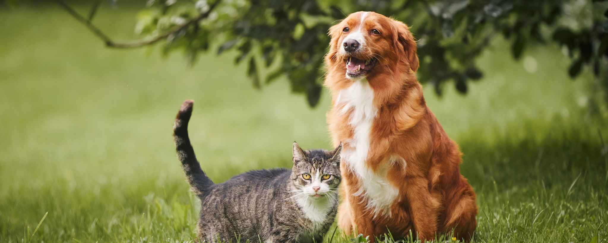 9 Easy Ways to Get Rid of Pet Hair From Your Car