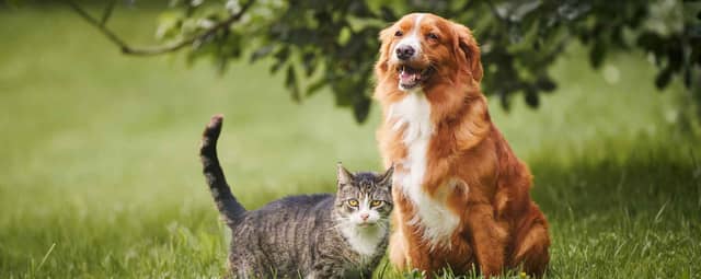 9 Easy Ways to Get Rid of Pet Hair From Your Car